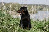 BEAUCERON - PUPPIES 181